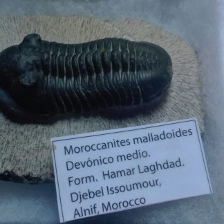 trilobites autentico