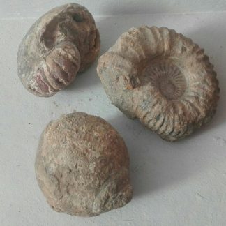 fosiles autenticos a identificar